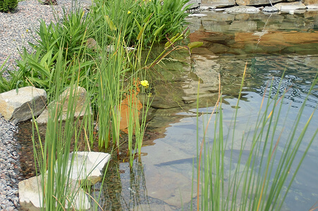 Hotové jezírko s osazenými vodními rostlinami a dřevěným molem